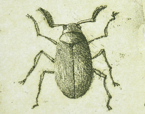 Acquaforte_insetti_anteprima